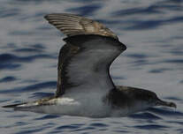 Puffin du Cap-Vert