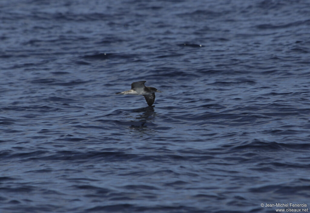 Cape Verde Shearwater