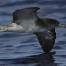 Puffin du Cap-Vert