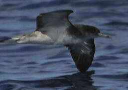 Cape Verde Shearwater