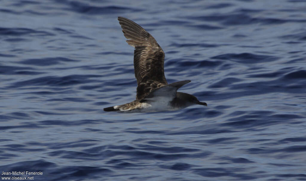 Cape Verde Shearwater