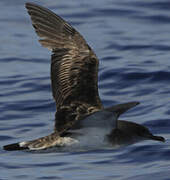 Cape Verde Shearwater