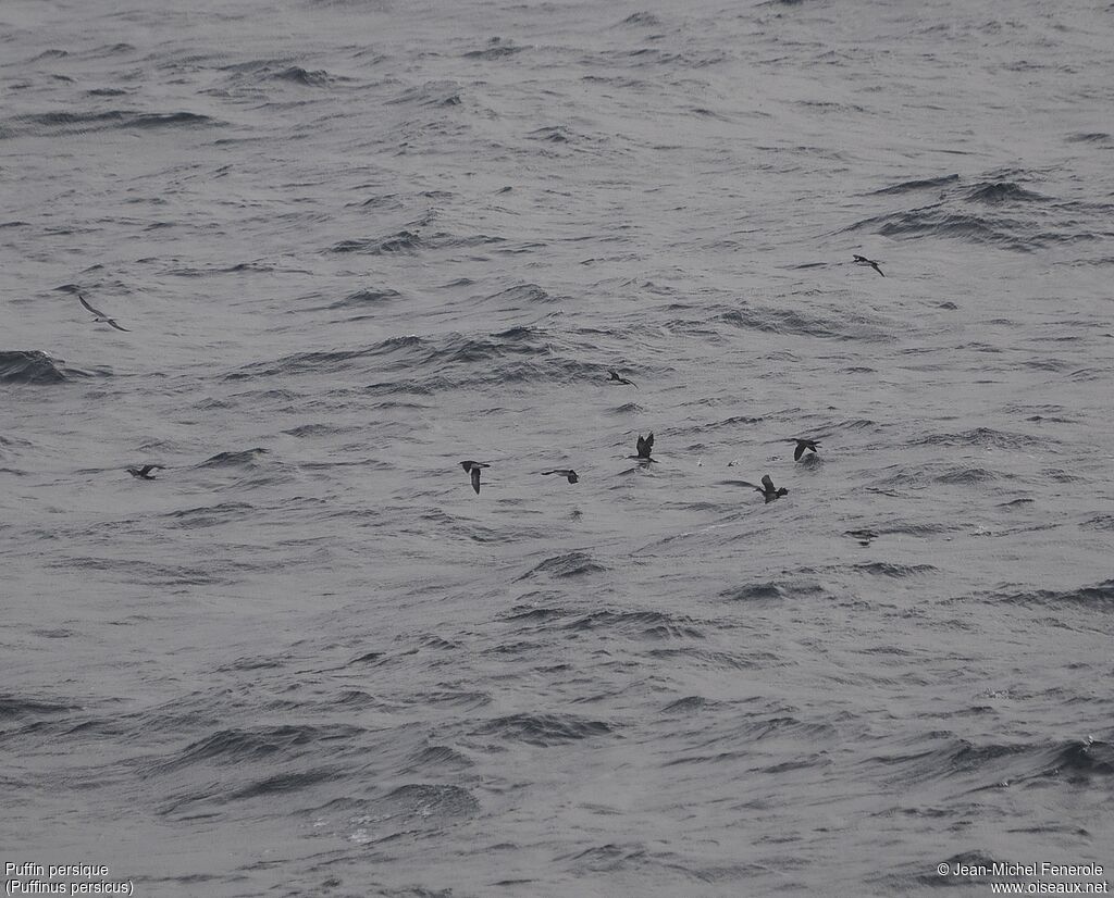 Persian Shearwater