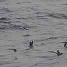 Puffin persique