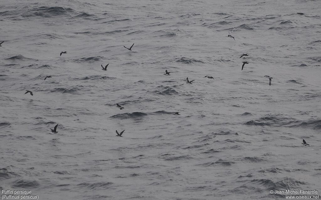 Persian Shearwater