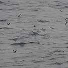 Puffin persique