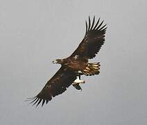 White-tailed Eagle