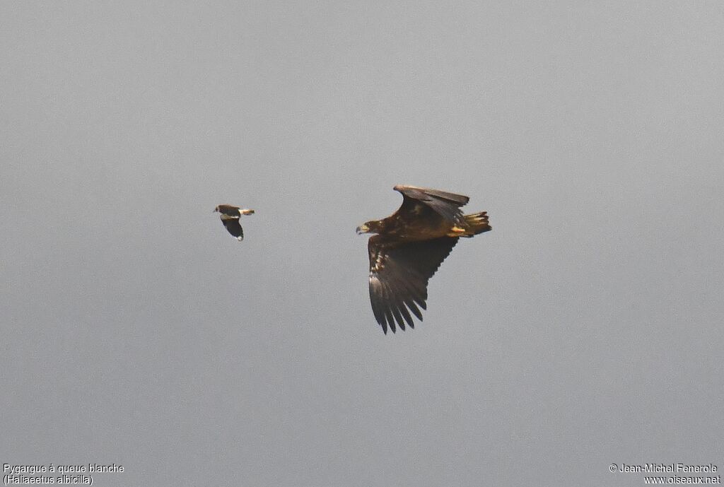 White-tailed Eagle