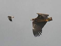 White-tailed Eagle