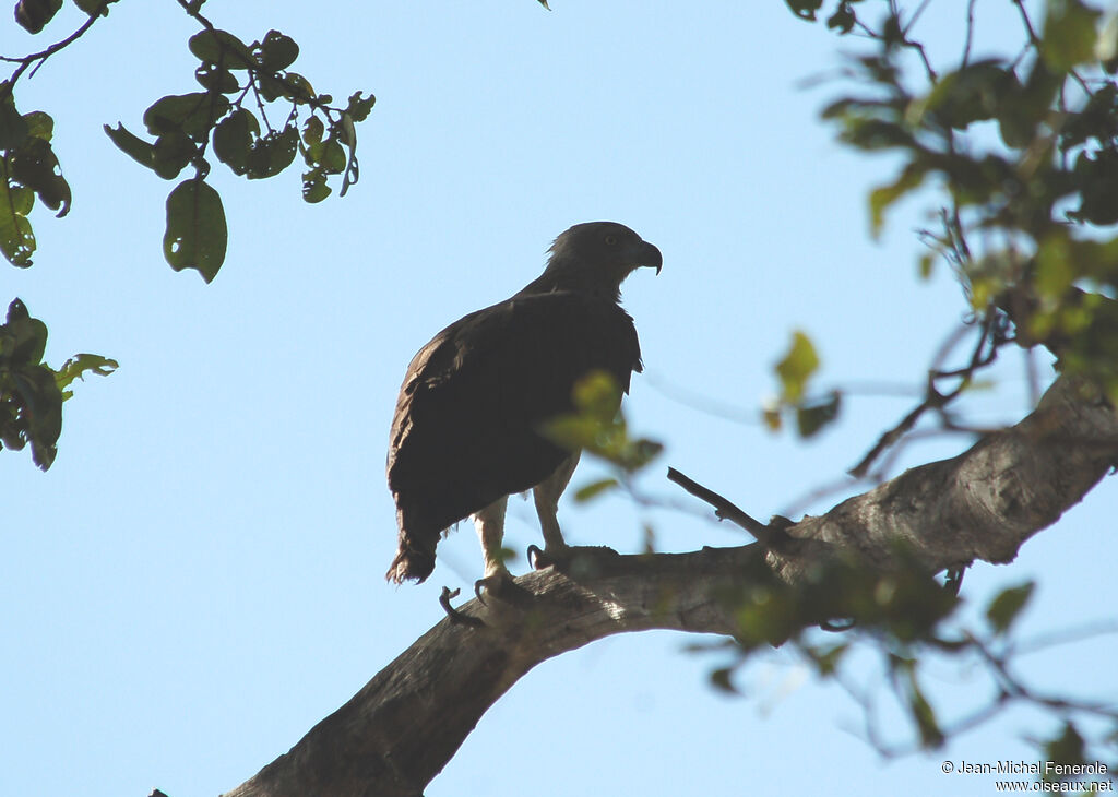 Grey-headed Fish Eagle