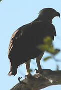 Grey-headed Fish Eagle