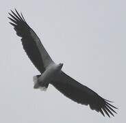 White-bellied Sea Eagle