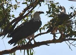 White-bellied Sea Eagle