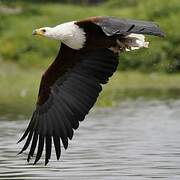 African Fish Eagle