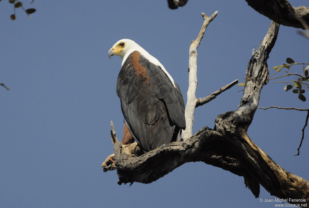 African Fish Eagle