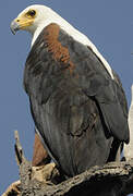 African Fish Eagle