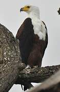 African Fish Eagle