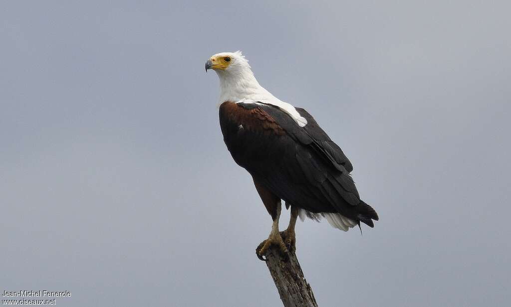 African Fish Eagle, identification