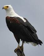 African Fish Eagle