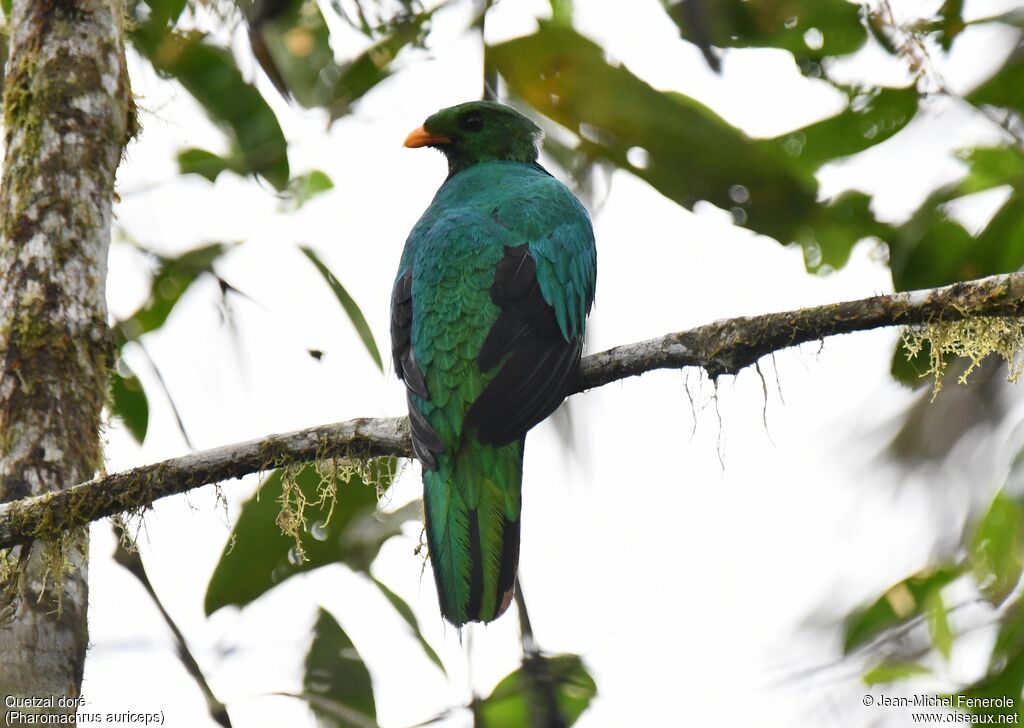 Golden-headed Quetzal