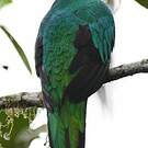 Quetzal doré