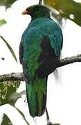 Golden-headed Quetzal