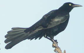 Great-tailed Grackle