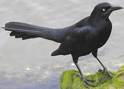 Great-tailed Grackle