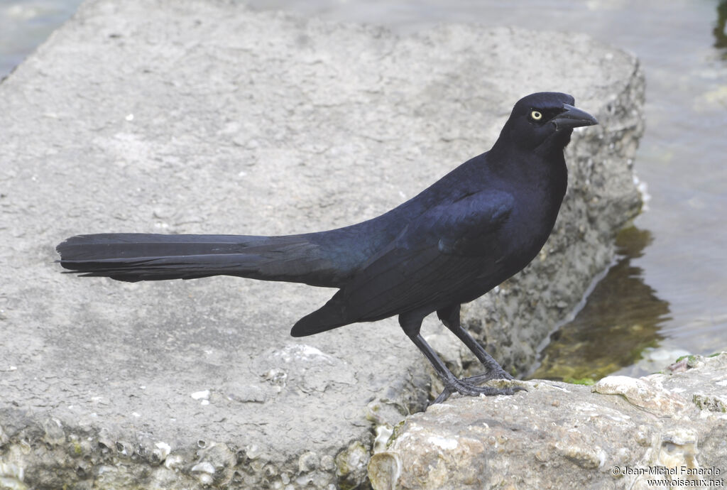 Great-tailed Grackle male adult