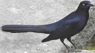 Great-tailed Grackle