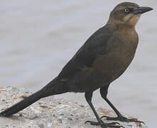 Great-tailed Grackle