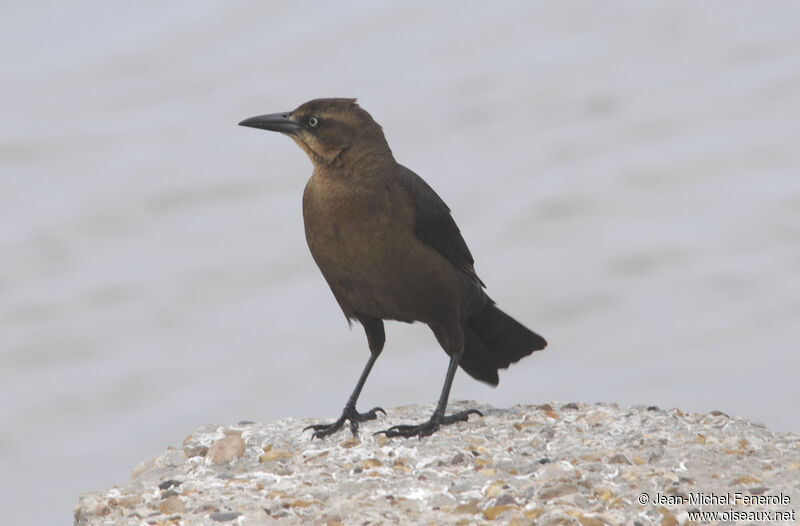 Great-tailed Grackle female adult