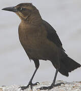 Great-tailed Grackle