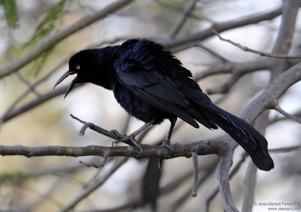 Great-tailed Grackle