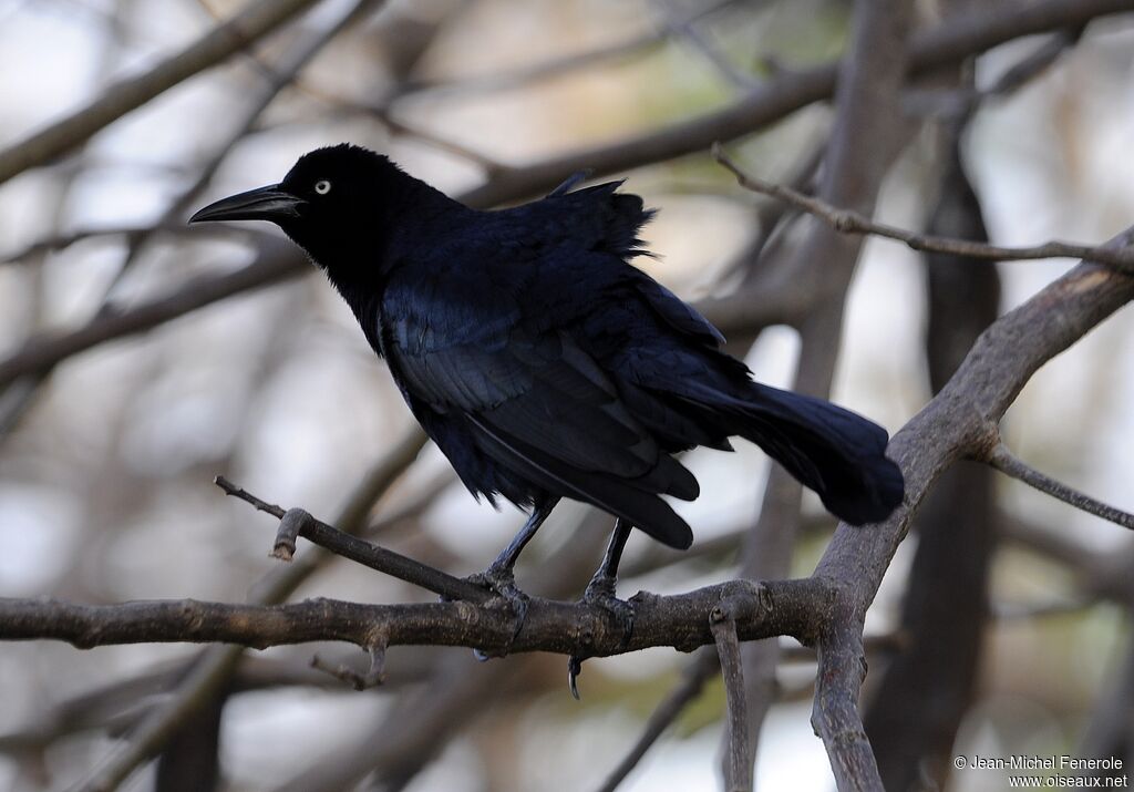 Great-tailed Grackle