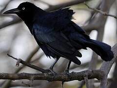 Great-tailed Grackle