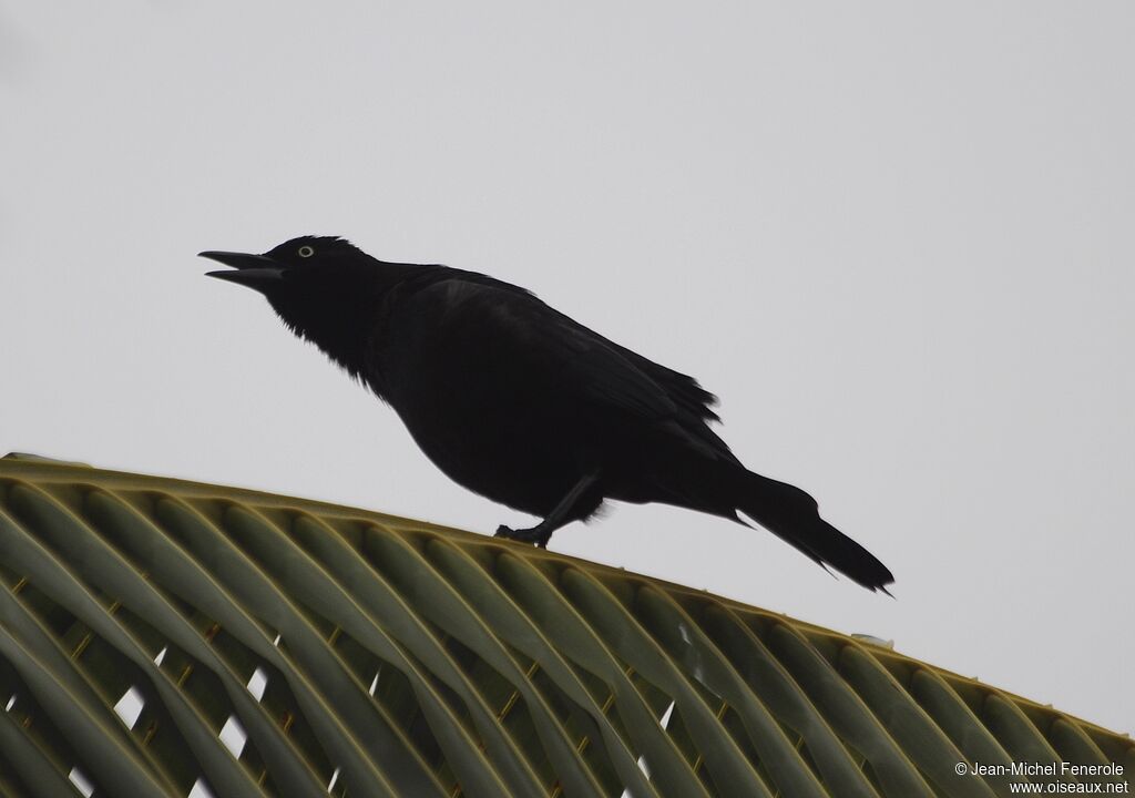 Common Grackle