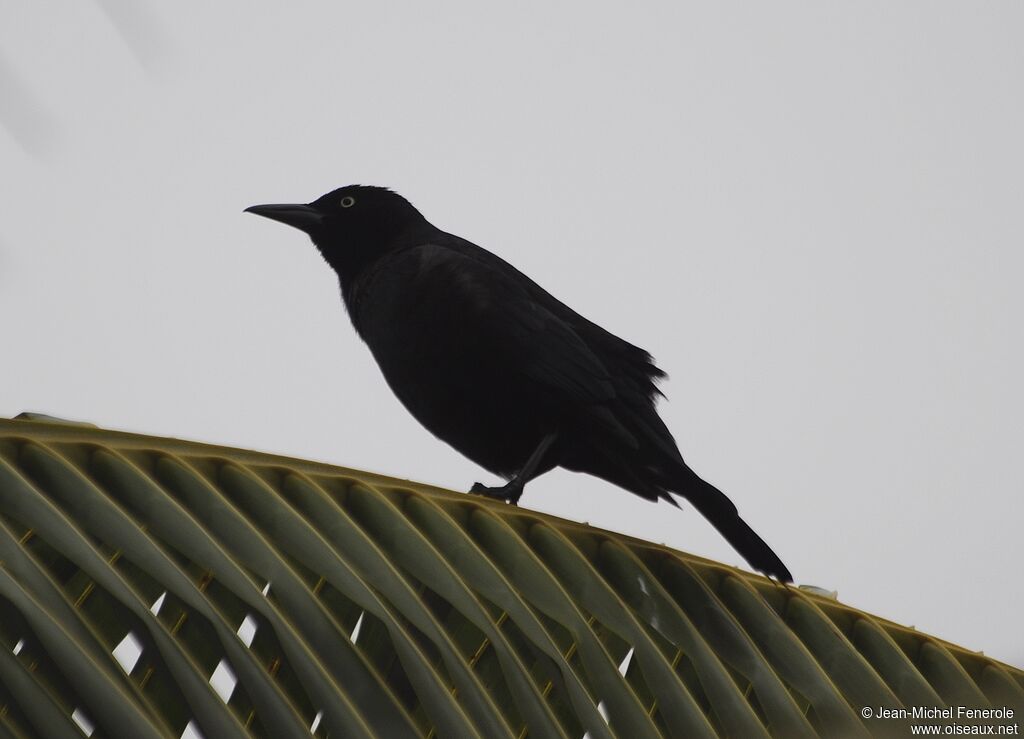 Common Grackle