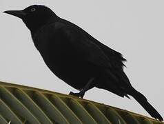 Common Grackle