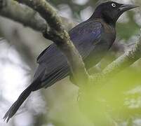 Common Grackle