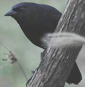 Scrub Blackbird