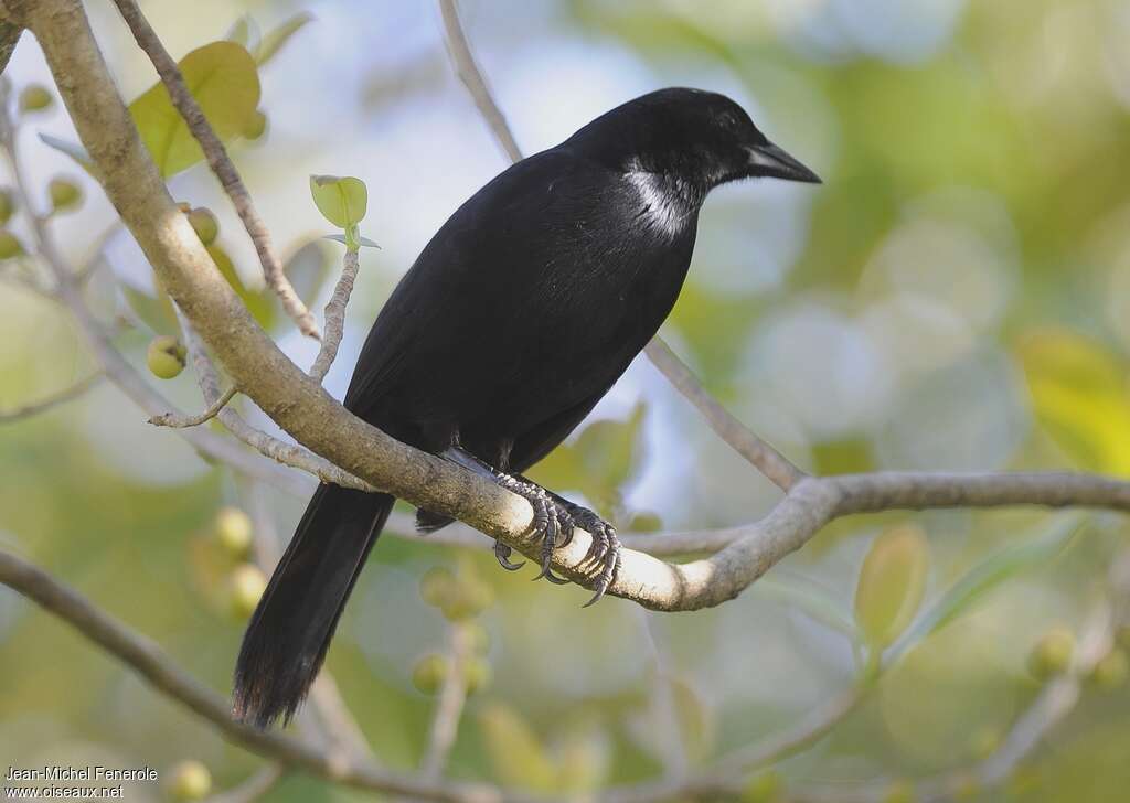 Melodious Blackbird