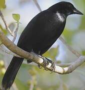 Melodious Blackbird