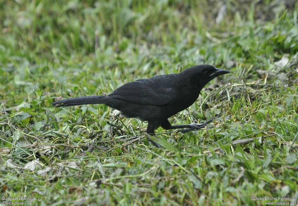 Melodious Blackbird