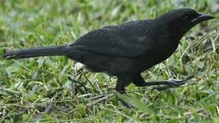 Melodious Blackbird