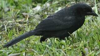 Melodious Blackbird