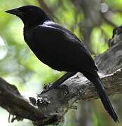 Melodious Blackbird