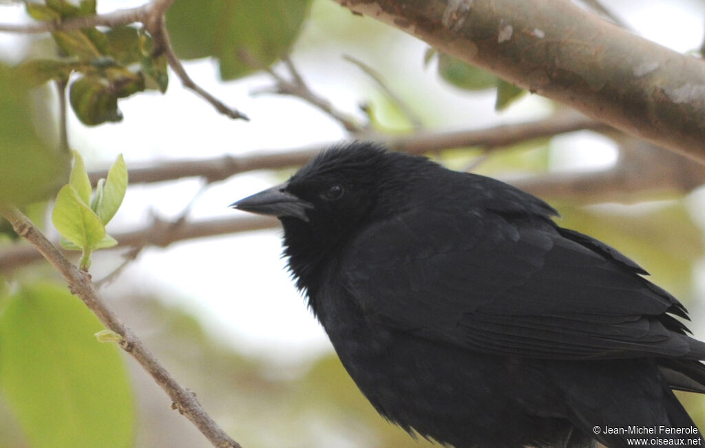 Chopi Blackbird