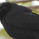 Quiscale chopi
