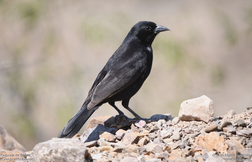 Bolivian Blackbird